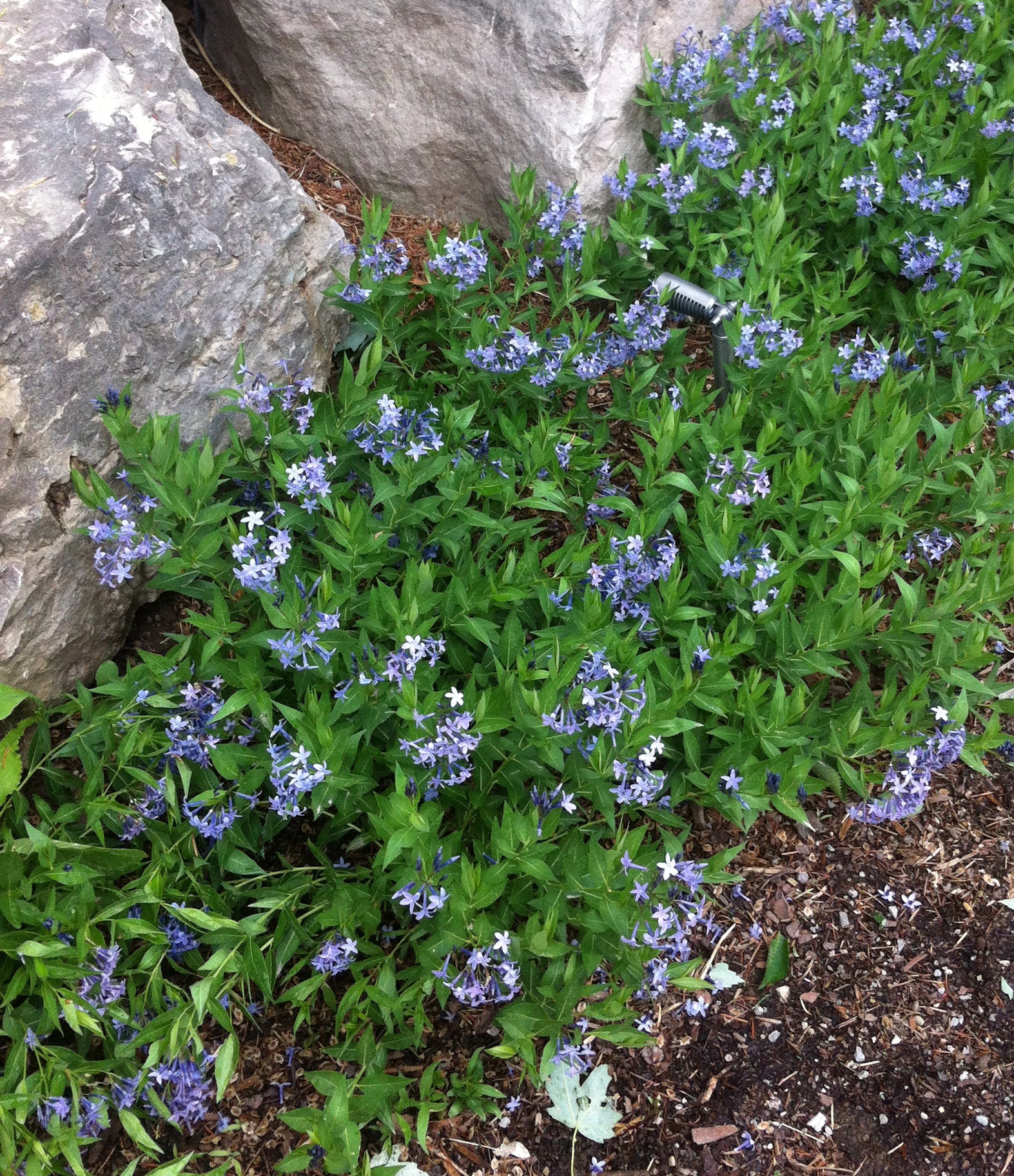 Amsonia x Blue Ice Blue Star