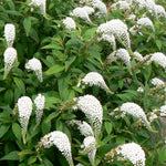 Lysimachia clethroides Gooseneck Loosestrife