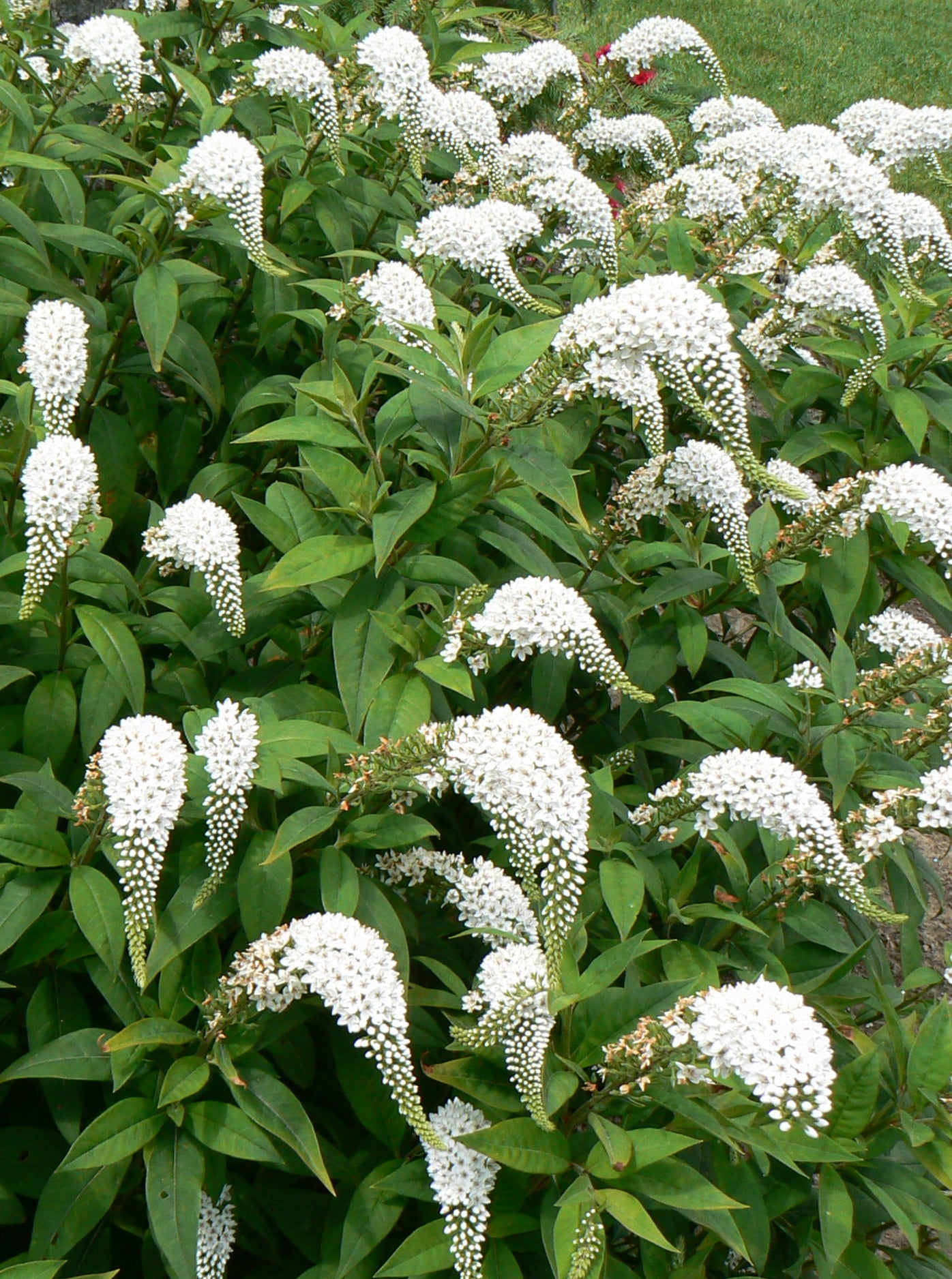 Lysimachia clethroides Gooseneck Loosestrife