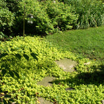 Lysimachia nummularia Aurea Golden Moneywort
