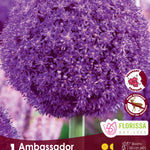 Allium x Ambassador Ornamental Onion