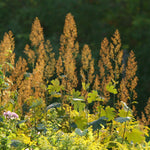 Macleaya microcarpa Kelway's Coral Plume Plume Poppy
