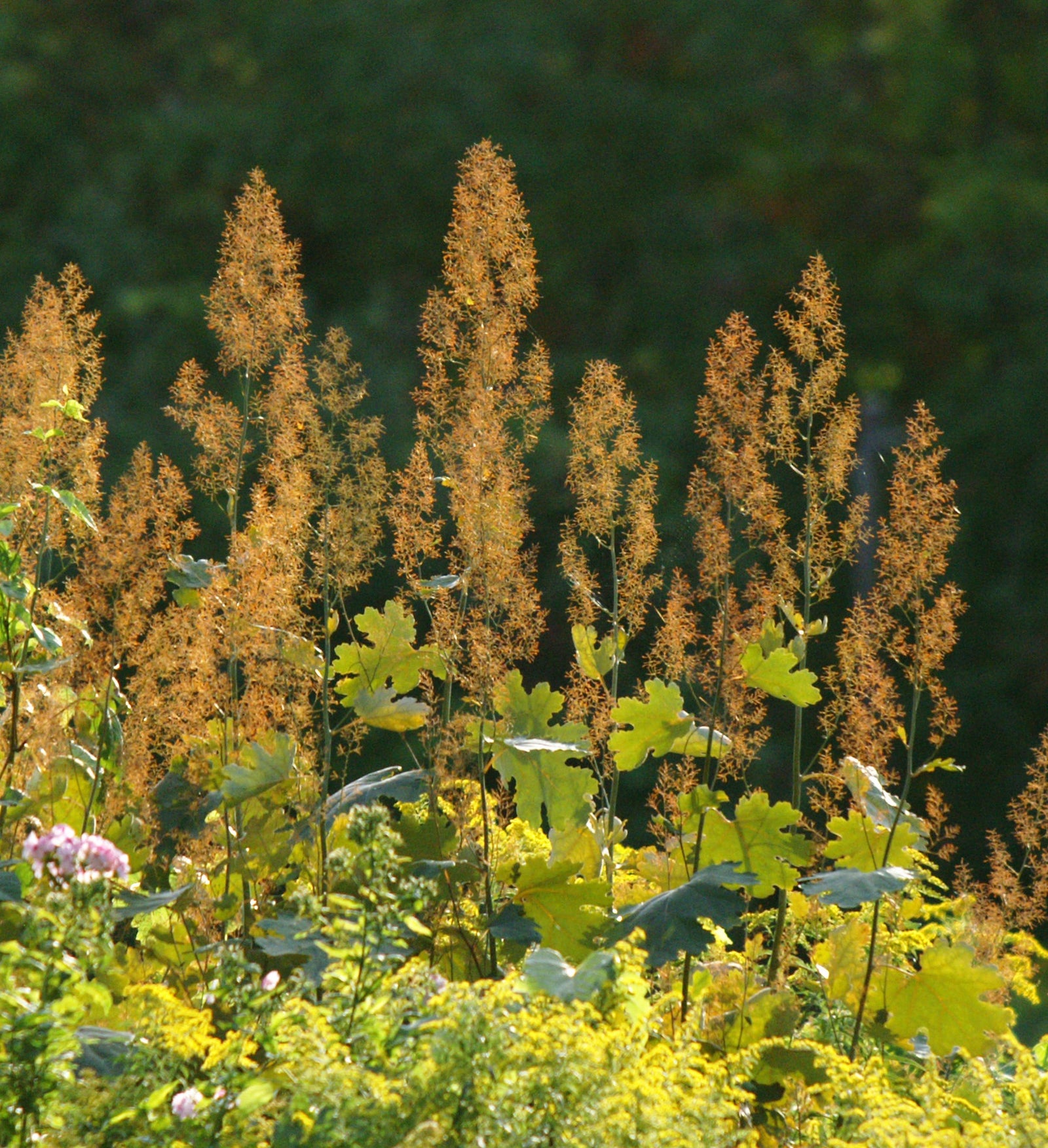 Macleaya microcarpa Kelway's Coral Plume Plume Poppy