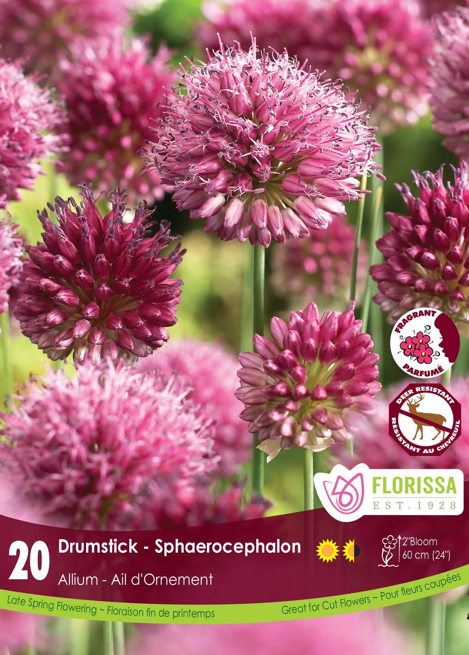 Allium x sphaerocephalon Ornamental Onion