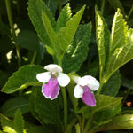 Melittis melissophyllum Royal Velvet Distinction PP13233, CPBR3452 Bastard Balm