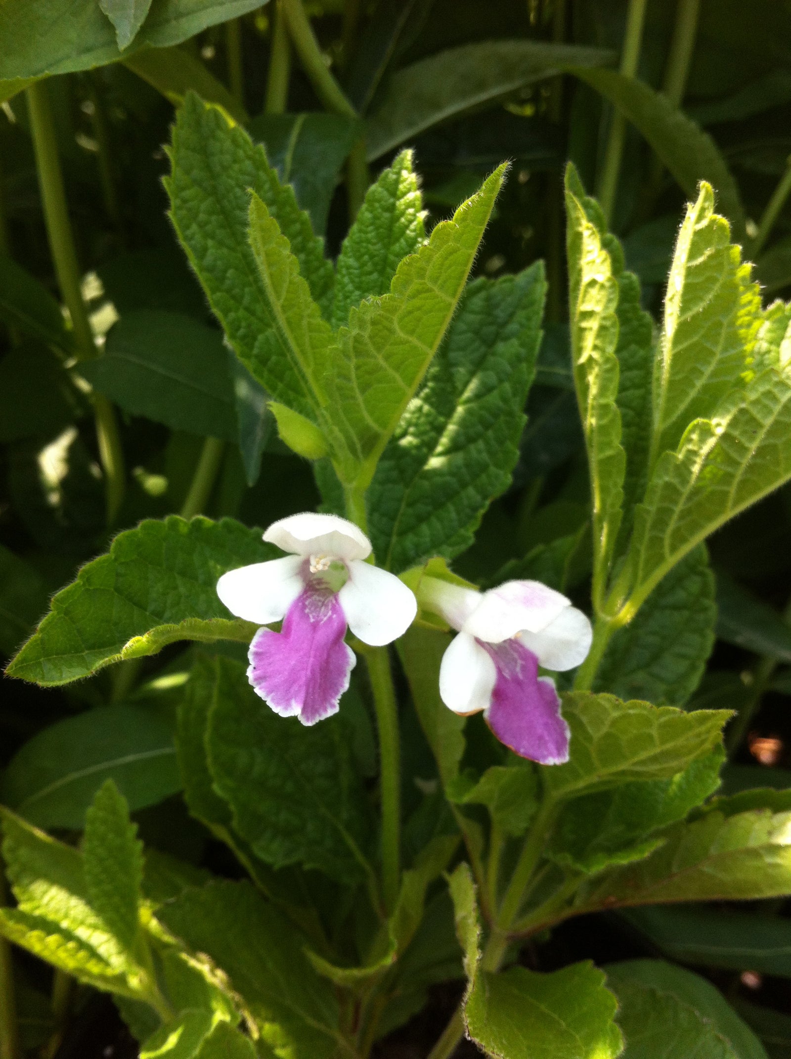 Melittis melissophyllum Royal Velvet Distinction PP13233, CPBR3452 Bastard Balm