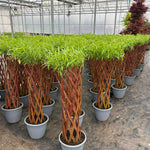 Willow x Braided 80cm Braided Willow 80cm (12" Pot)