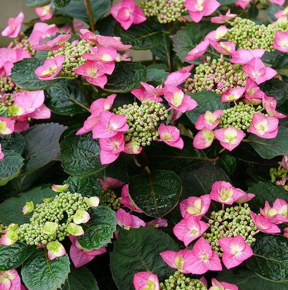 Hydrangea serrata Tuff Stuff Top Fun SMNHSG PP35034, CPBRAF Tuff Stuff Top Fun Mountain Hydrangea