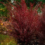 Physocarpus opulifolius Calico Kitty AuntieB Calico Kitty Ninebark