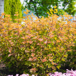 Physocarpus opulifolius Savannah Sunset LP1 PP34993, CPBR10782 Savannah Sunset Ninebark