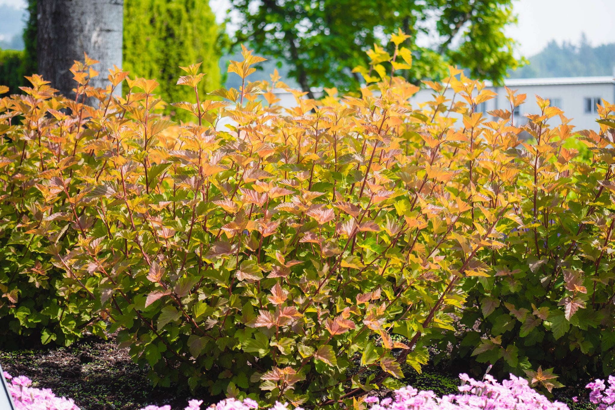 Physocarpus opulifolius Savannah Sunset LP1 PP34993, CPBR10782 Savannah Sunset Ninebark