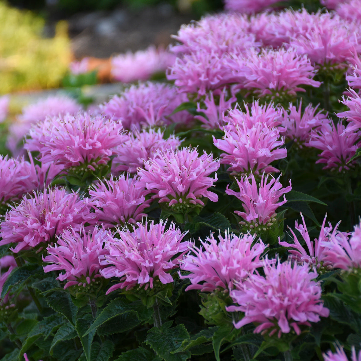 Monarda didyma Pink Frosting PP29548 SugarBuzz Pink Frosting Bee Balm
