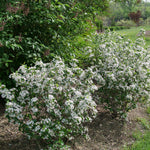 Aronia melanocarpa Low scape Snowfire SMNAMPEM USPP 34,116, Can PBRAF Low scape Snowfire Chokecherry