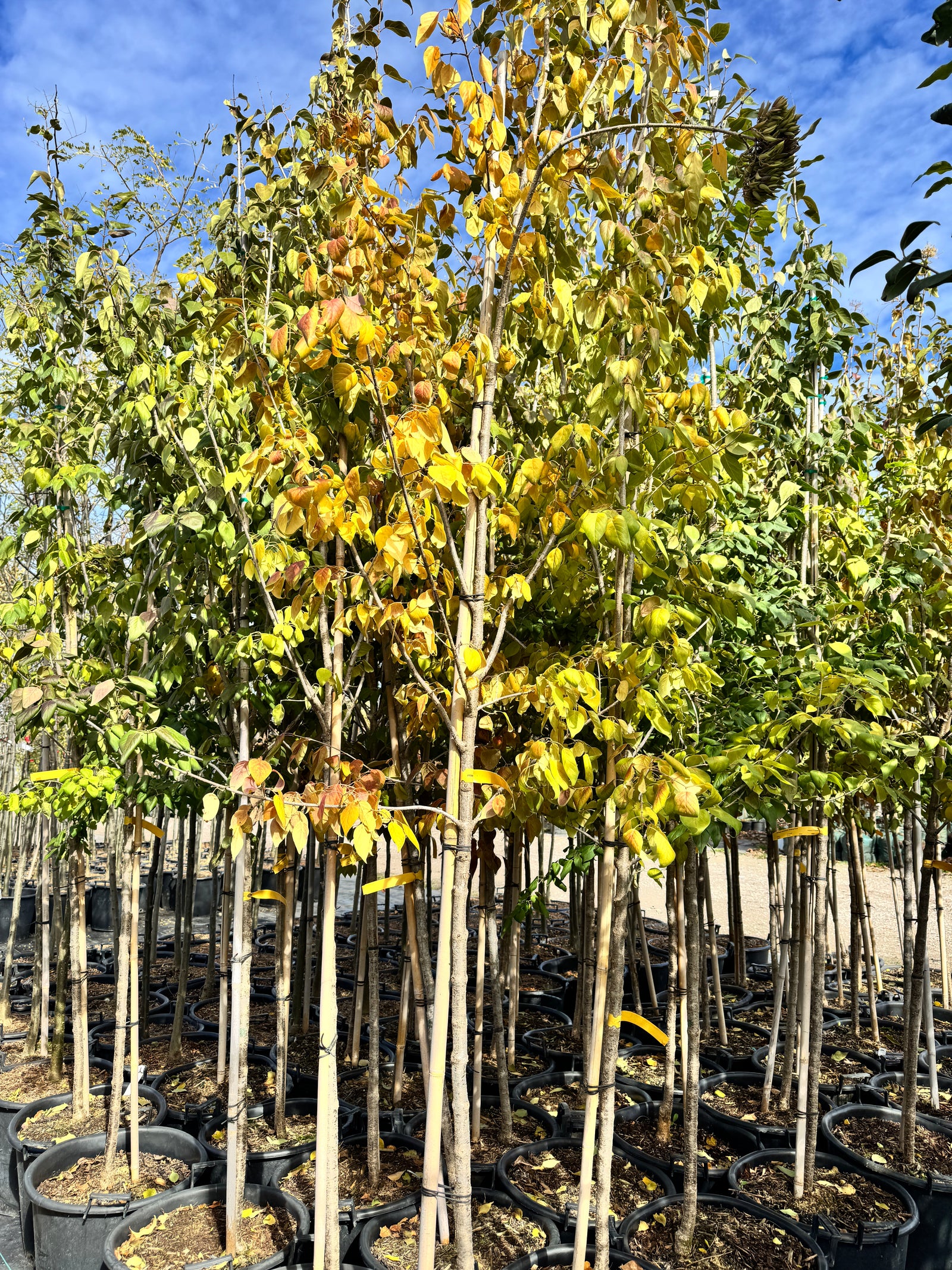 Syringa reticulata subsp. pekinensis Beijing Gold Zhang Zhiming Beijing Gold Tree Lilac