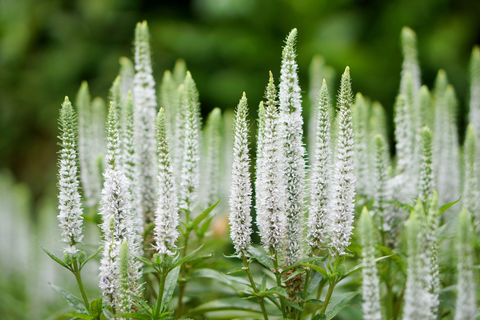 Veronica spicata Snow Candles Joca128 PP28,777 Snow Candles Speedwell