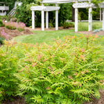 Sorbaria sorbifolia Cherry on Top Bococot USPP33639, CPBRAF Cherry on Top Sorbaria