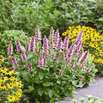 Agastache x Beelicious Pink Agapk PP35,957 Beelicious Pink Hyssop