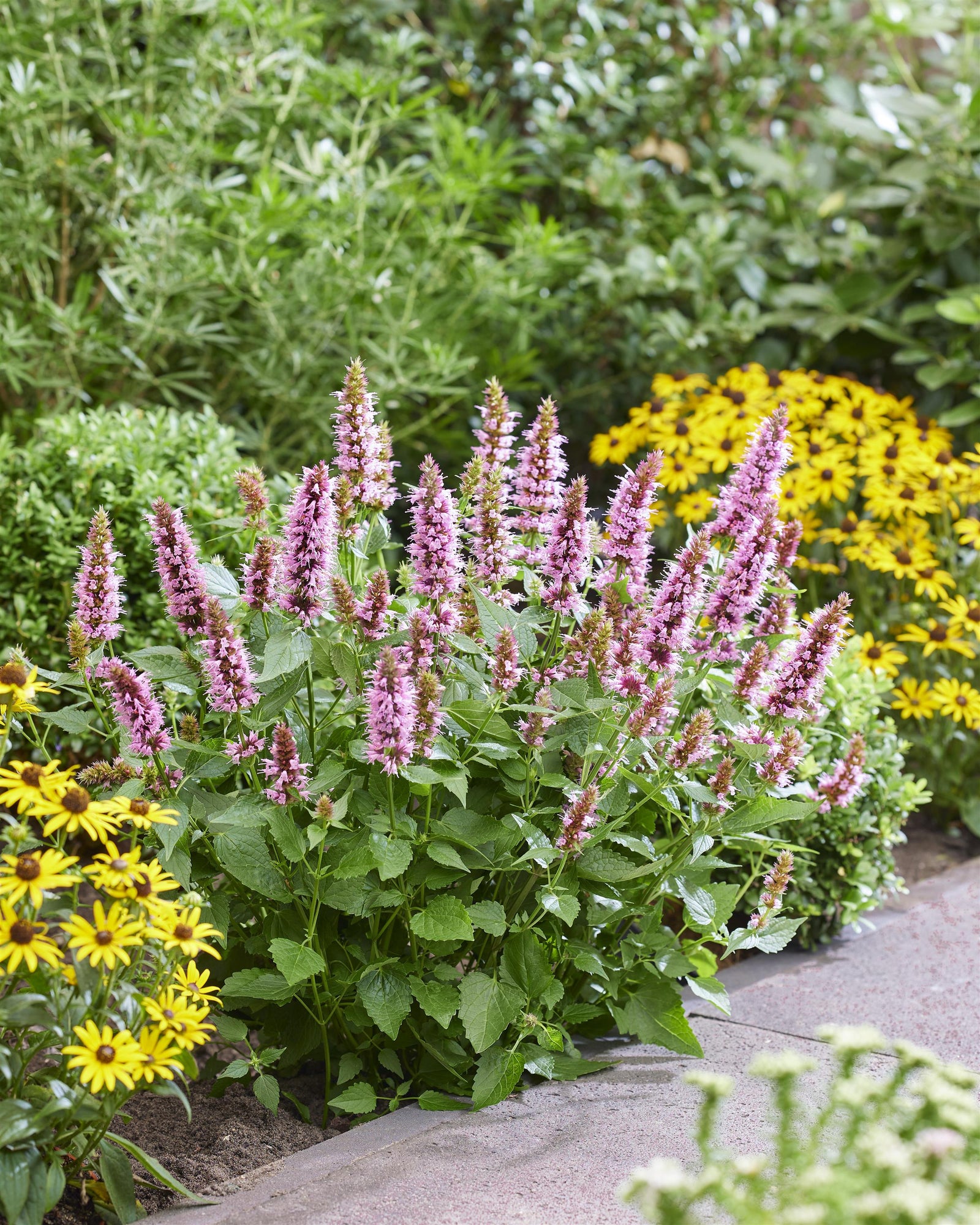 Agastache x Beelicious Pink Agapk PP35,957 Beelicious Pink Hyssop
