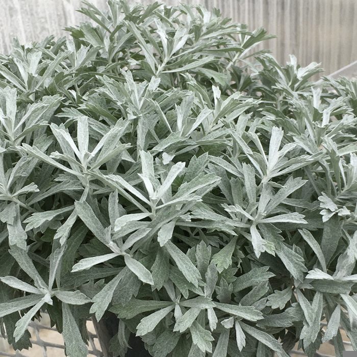 Artemisia ludoviciana GardenGhost PP33,773 GardenGhost Wormwood