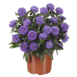 Aster novi belgii Showmakers Blue Bayou Showmakers Blue Bayou Michaelmas Daisy