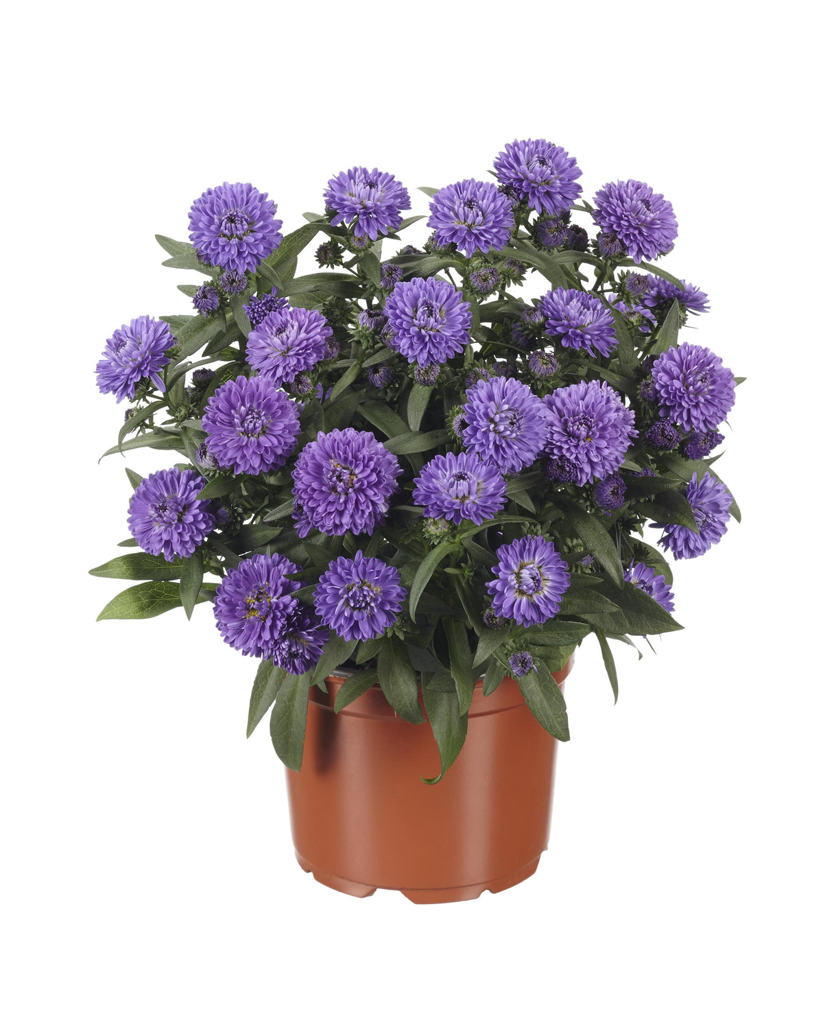 Aster novi belgii Showmakers Blue Bayou Showmakers Blue Bayou Michaelmas Daisy