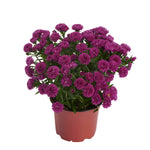 Aster novi belgii Showmakers Magenta Showmakers Magenta Michaelmas Daisy