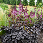 Astilbe x PP35461, CPBRAF Dark Side of the Moon Dark Side of the Moon False Spirea