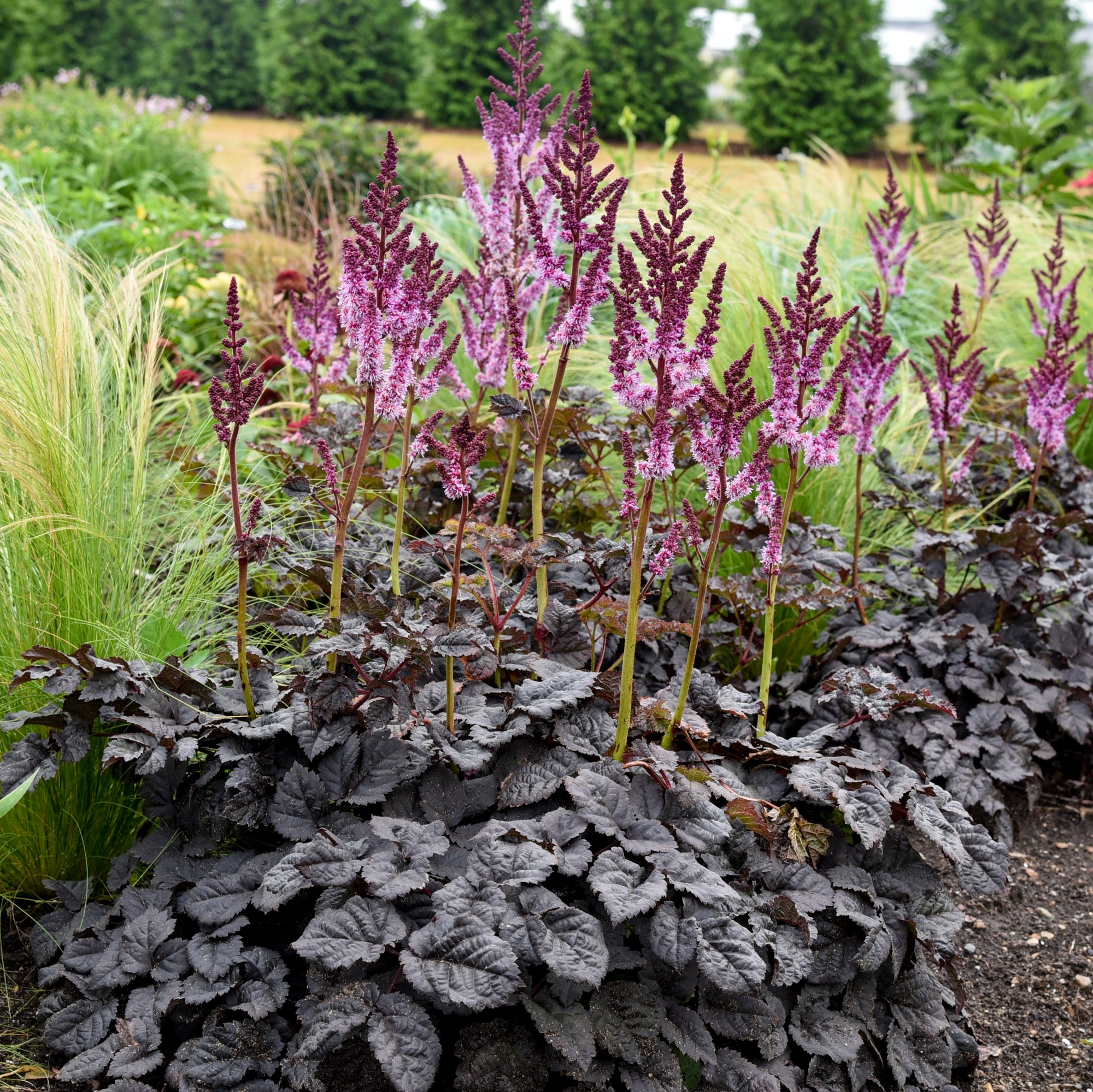 Astilbe x PP35461, CPBRAF Dark Side of the Moon Dark Side of the Moon False Spirea