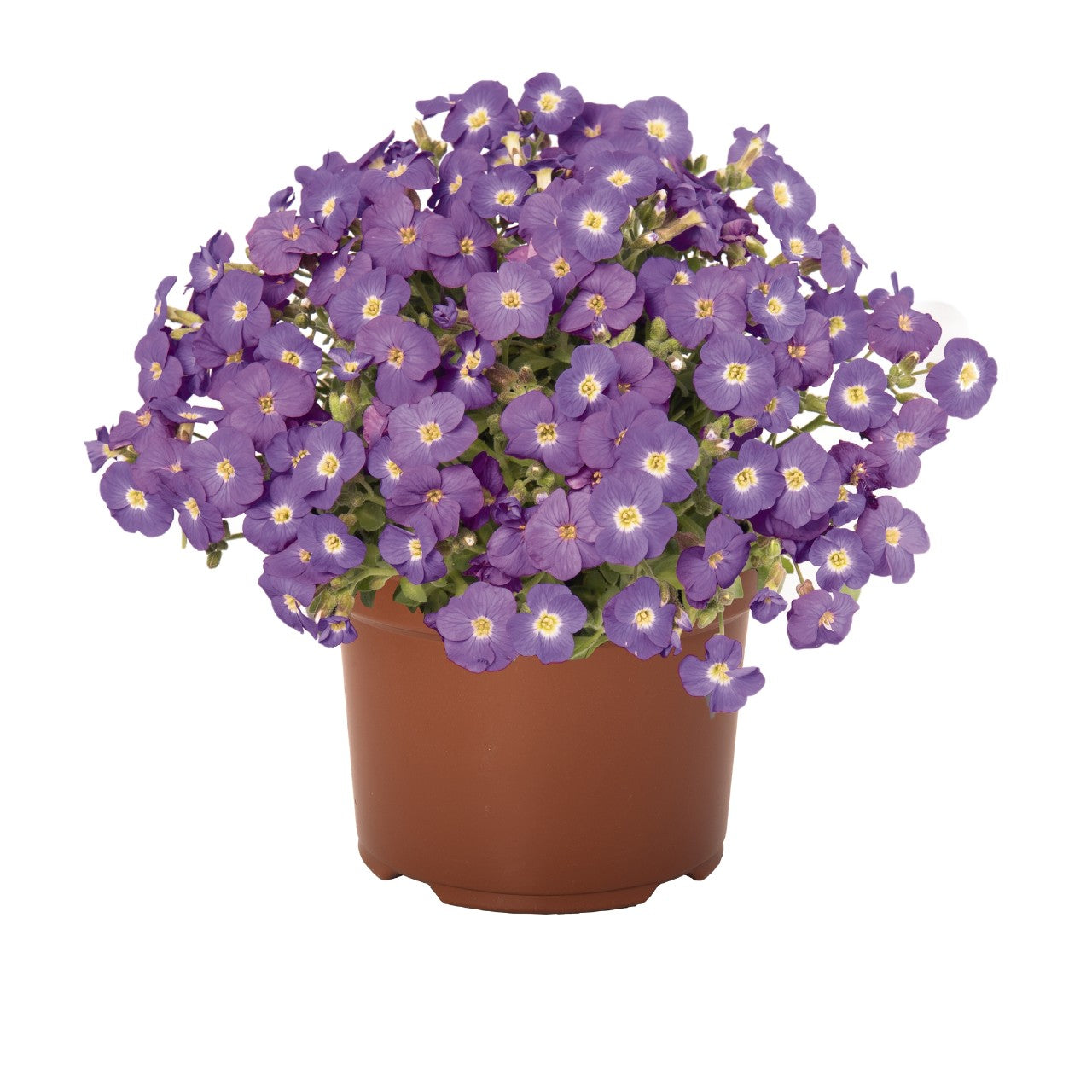 Aubrieta gracilis Rock on Blue Rock Cress