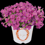 Aubrieta gracilis Rock on Pink Rock Cress
