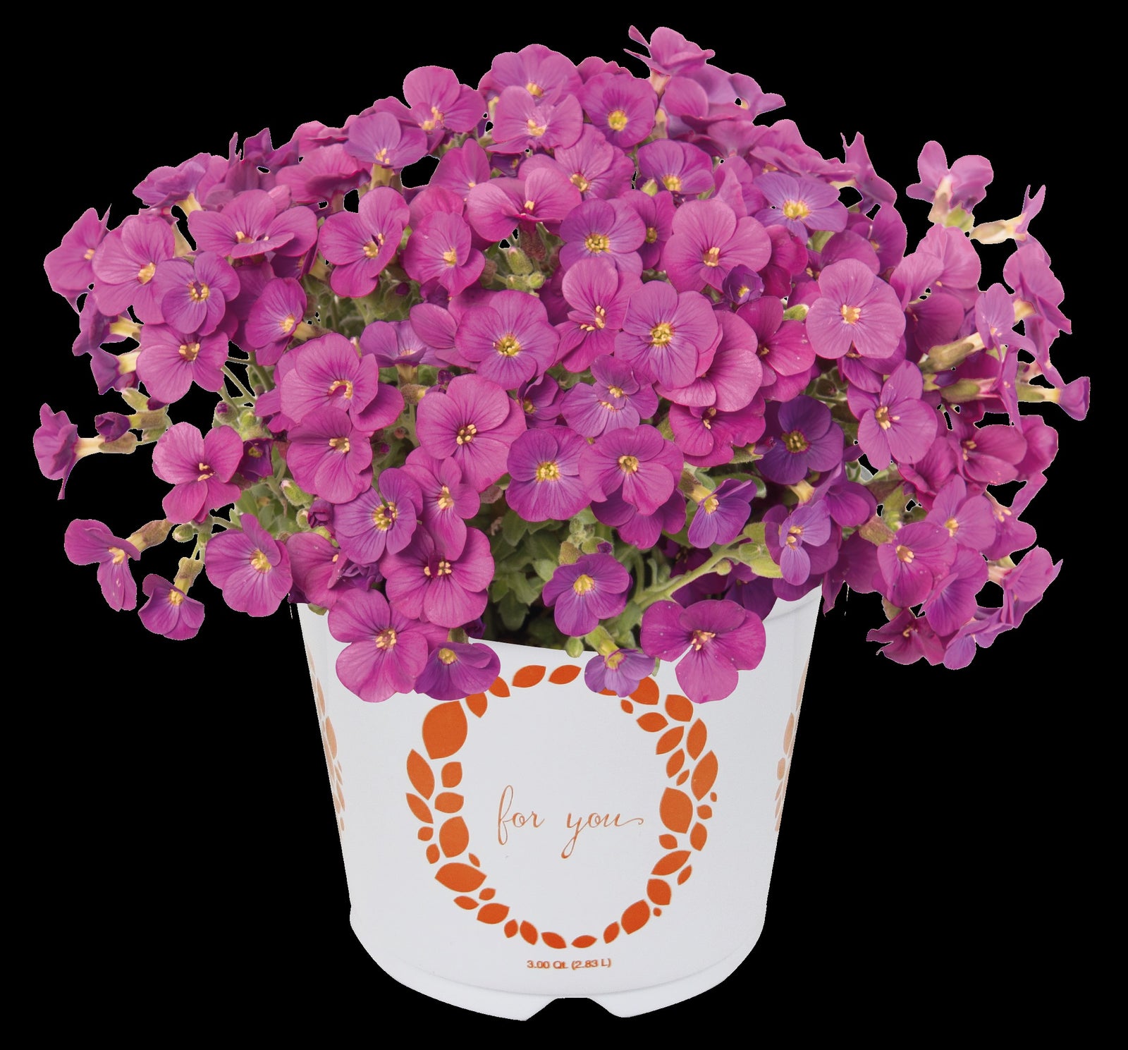 Aubrieta gracilis Rock on Pink Rock Cress