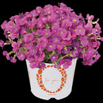 Aubrieta gracilis Rock on Pink Rock on Pink Rock Cress