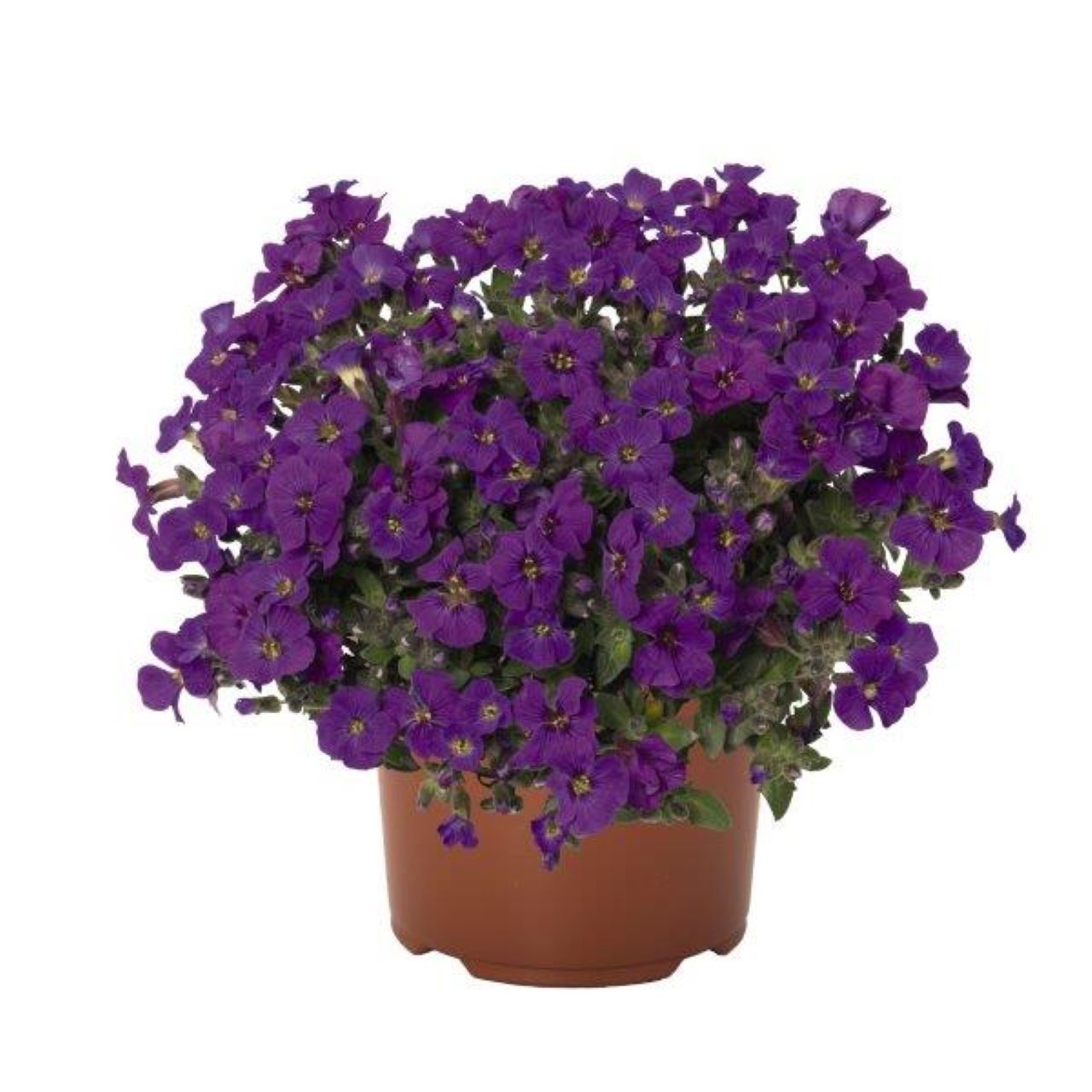 Aubrieta gracilis Rock on Purple Rock on Purple Rock Cress