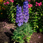 Delphinium x Laser Beam Holtlabea812 PP36982 Laser Beam Larkspur