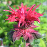 Monarda didyma Fireball PP14235, CPBR2401 Bee Balm