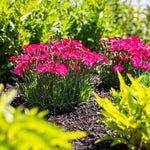 Dianthus gratianopolitanus Glamour Time G19 159 PPAF Glamour Time Pinks