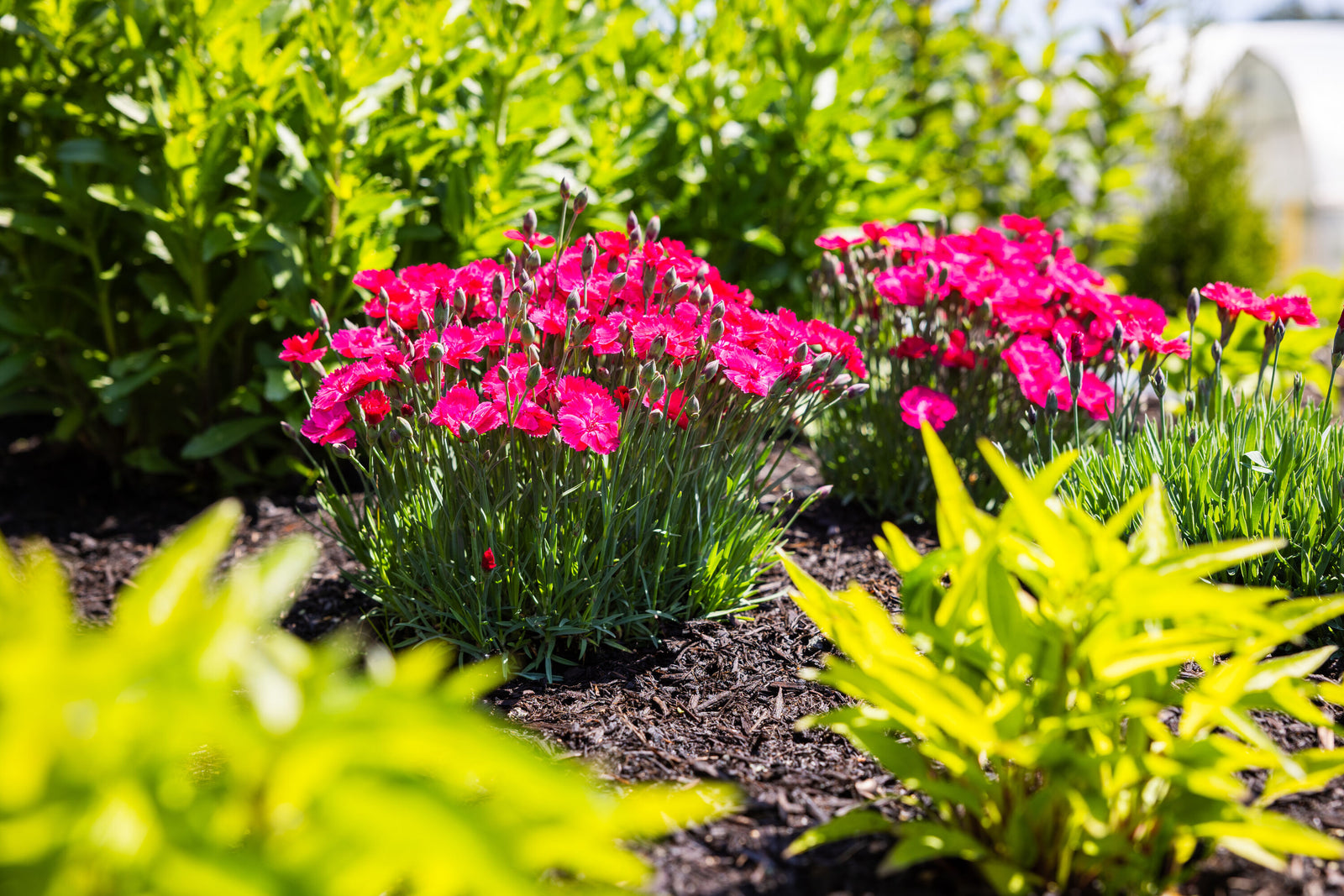 Dianthus gratianopolitanus Glamour Time G19 159 PPAF Glamour Time Pinks