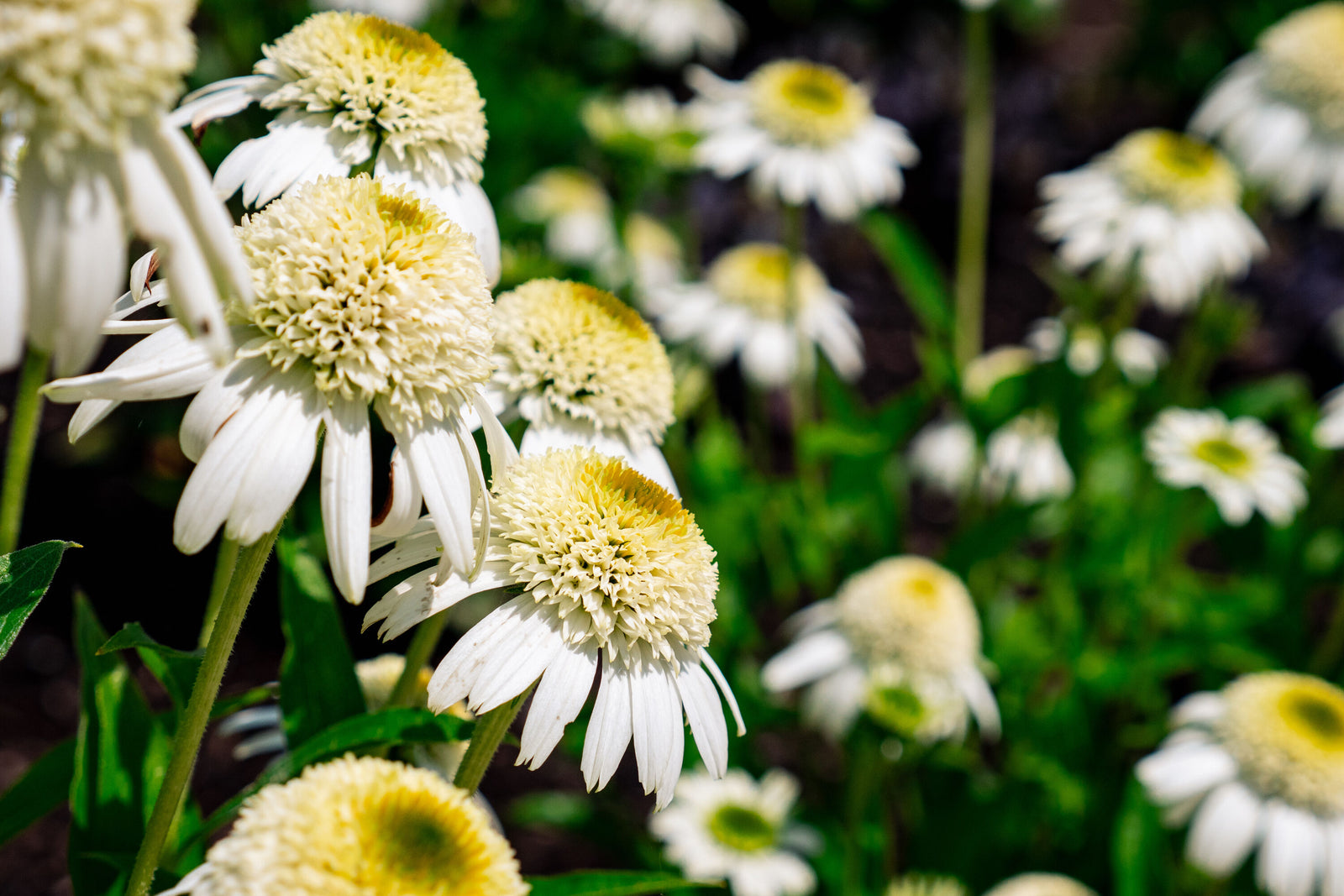 Echinacea purpurea Vanilla Drip Holtvadri831 USPP18617 Vanilla Drip Coneflower