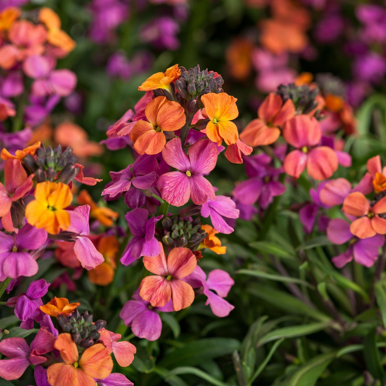 Erysimum linifolium Erysistible Bronze Rose Wallflower