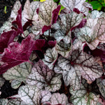 Heuchera x Spice Curls USPPAF Coral Bells