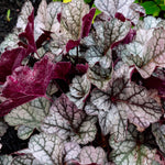 Heuchera x Spice Curls Holtspcur856 USPPAF Spice Curls Coral Bells