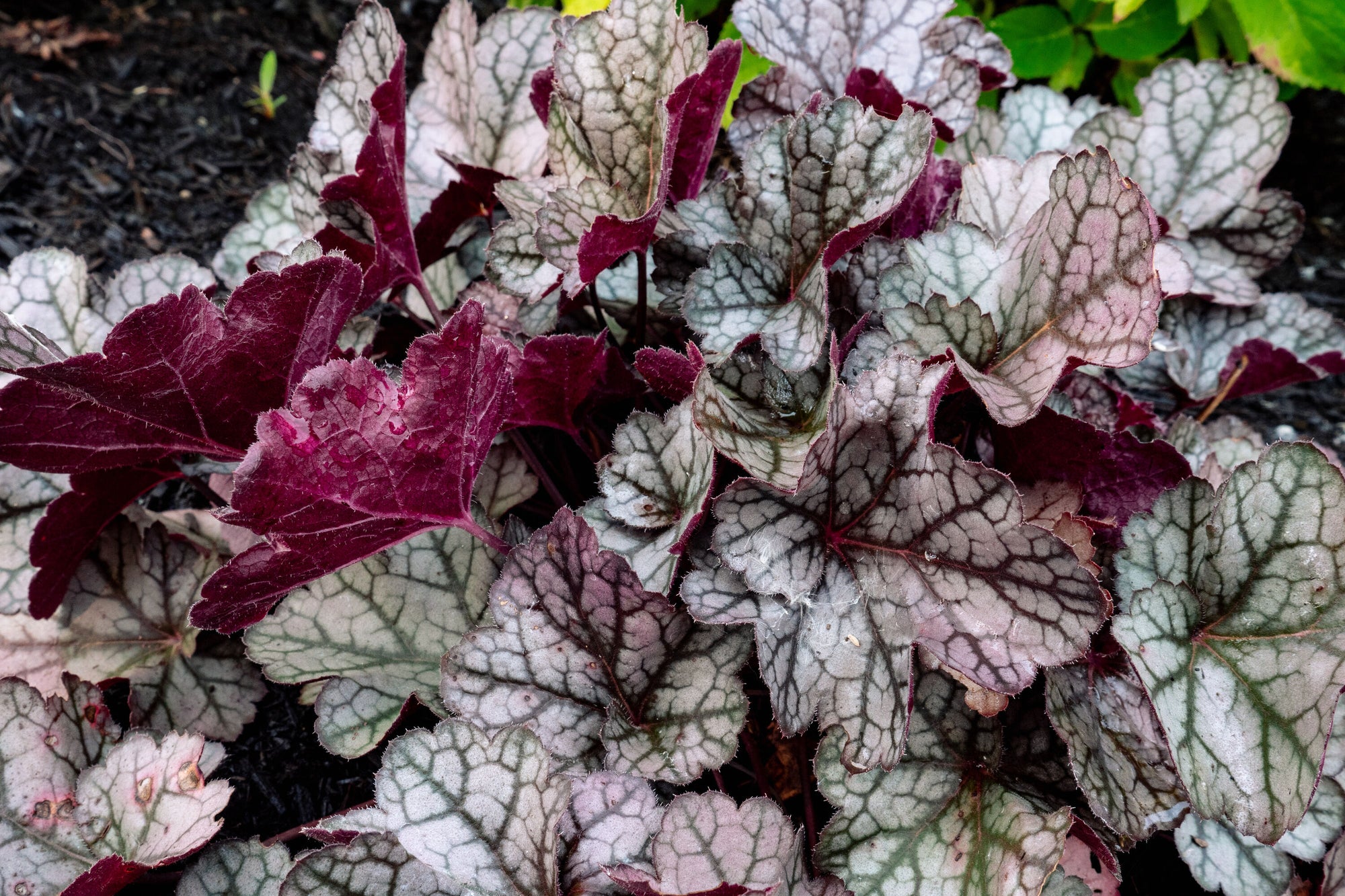Heuchera x Spice Curls Holtspcur856 USPPAF Spice Curls Coral Bells