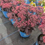 Sedum x Puff Pastry Raspberry Stonecrop Puff Pastry Raspberry