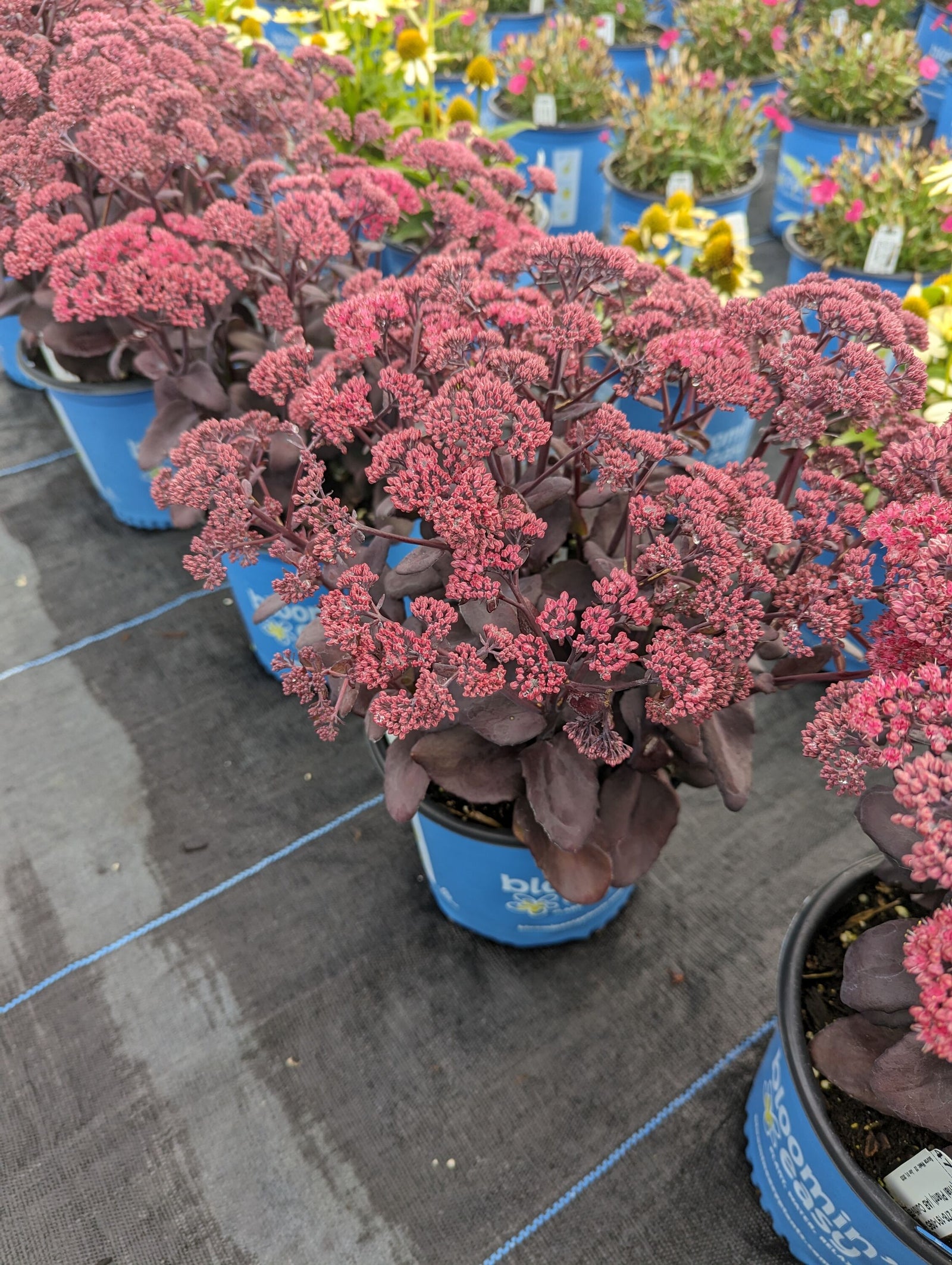 Sedum x Puff Pastry Raspberry Stonecrop Puff Pastry Raspberry