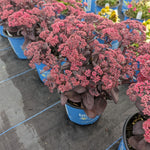 Sedum x Puff Pastry Raspberry PPF095 PP37145 Puff Pastry Raspberry Stonecrop