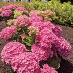 Hydrangea macrophylla Starfield Hortmafarfa USPP32164 Starfield Big Leaf Hydrangea