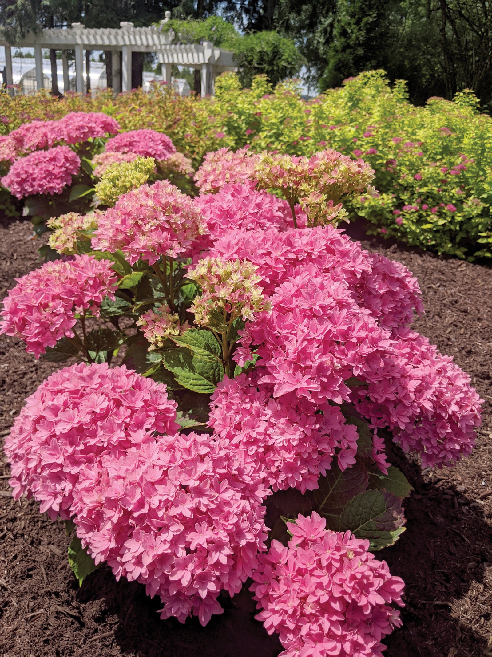 Hydrangea macrophylla Starfield Hortmafarfa USPP32164 Starfield Big Leaf Hydrangea