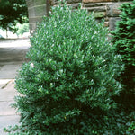 Ilex glabra Densa Dense Inkberry Holly