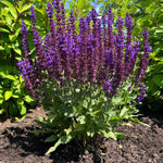 Salvia nemorosa Perpetual Purple Meadow Sage