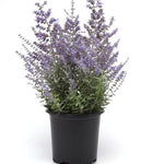 Perovskia atriplicifolia Bluesette Bluesette Rusian Sage